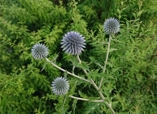 市内赤湯の表町の通りの花壇に鮮やかな青色の花を見つけました 宝石のような丸い「ルリタマアザミ」という名前の花でまさに瑠璃色のような花です 花の形は確かにアザミのようですが今までに見たことがないような色で思わずカメラを向けて撮影しました /