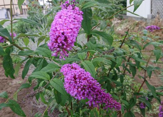 赤紫色のフジの花を立てに伸ばしたような形の花が咲いていました 調べてみると「フサフジウツギ」という名前の花でフジウツギ科の中で大型の花の付きがよいことから付いた名前だと言われています ウツギは和名で「空木」と書きますが茎や幹が空洞になっていることからついたと言われています/