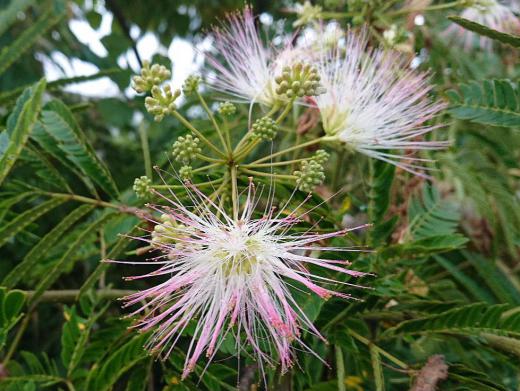 「ネムノキ」の花が終わりを迎えようとしています 細い糸のようなピンクの花が初夏を彩ってくれていますが枯れた花も目立つようになりました 夜になると葉が合わさって閉じ垂れさがり眠るように見えることからこのような名前がついたと言われています/