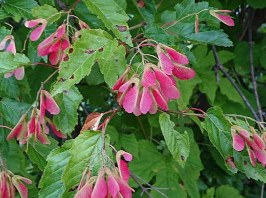 道端に赤く花なのか葉っぱなのかわからない木をみつけました ネットに「タタールカエデ」がヒットしました ロシア南部のタタール人にちなんでつけられた名前であるとのことです この花を検索していたら「武器より花を」という言葉がそえてありました ロシアの花だからでしょうか /