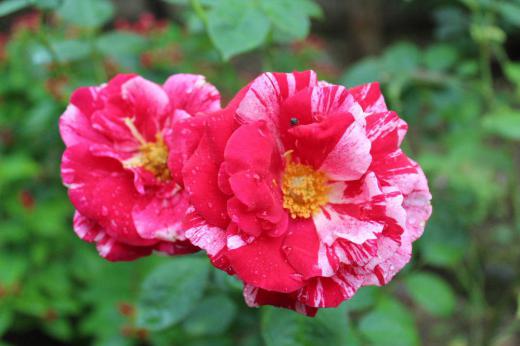 もどり梅雨とでもいうのでしょうか今朝も雨が降っています 庭の四季咲きの「バラ」が2度目の開花でいくつか咲いています でも夏の花は小さく咲かせたままにしておくと根や茎の成長によくないと雑誌に書いてありました 咲いてはあっという間に散ってしまいじっくりと楽しむ時間もありません でも夏の庭を彩ってくれています/