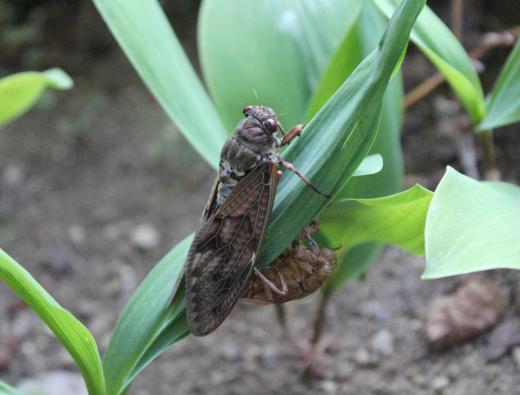毎年何個かセミの抜け殻をみつけるのですが今朝も羽化したばかりのセミを見つけました 8時過ぎにはいませんでしたから飛んでいったのでしょうか まだセミの声は1度しか聴いていませんがいよいよ夏本番 予報ではこれから猛烈な暑さが来るとのことで 汗っかきの小生にとっては苦難の夏がまもなくやってきます/