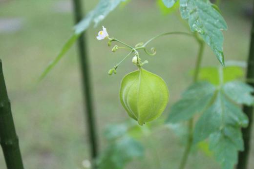 今年も「フウセンカズラ」が実をつけてくれました 去年一本の苗を育て初めて採った種を植えたものでアサガオのグリーンカーテンとまではいきませんがつるを伸ばしています 夏になると伸びていくつるの勢いに暑さにへきえきしている高齢者にはうらやましい元気です/