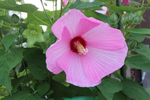 ピンクや白い「フヨウ」が咲いています 夏を代表する花木で漢字で「芙蓉」と書きますが ハスの美称でもあるとのことです 昔から「美しい人のたとえ」に用いられている花で 美しくしとやかな顔立ちのことを「芙蓉の顔」ともいわれていとそうです/