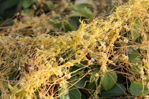 今年も「ネナシカズラ」を散歩の途中にみつけました。黄色のラーメンが網の目のように道ばたの雑草に絡みついていました ネナシカズラはつる性の寄生植物で葉緑素がなく黄色などの色がついているのだそうです 種子が地中や地表で発芽し、初めは根があるのですがつるが伸びると寄生主に満期付くと寄生根をだして茎に根付いていくのだそうです 初めて見た時の驚きは今も覚えています/