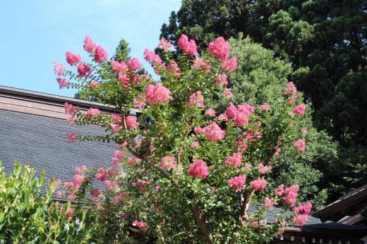 昨日訪れた東正寺山門にピンクと白の「サルスベリ」が咲いていました　夏の青い空に向かって咲くサルスベリはちょっとだけ暑さを忘れさせてくれる花です　サルスベリももうそろそろおわりでしょうか/