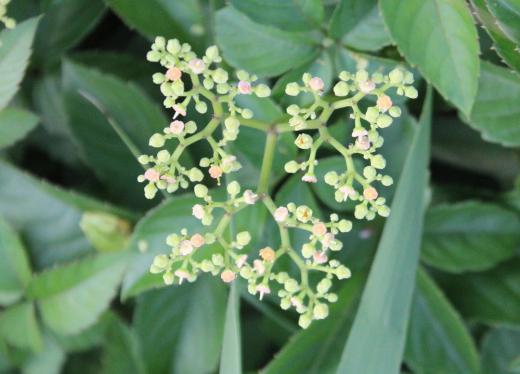 朝から雨が降り久しぶりにちょっと涼しさを感じます 散歩の道ばたに「ヤブガラシ」の小さな白い花が咲いています つるのように伸びて藪を覆って周りの草を荒らしてしまうことから「ヤブカラシ」と名前がついたそうです 名前に似合わないかわいい花です /