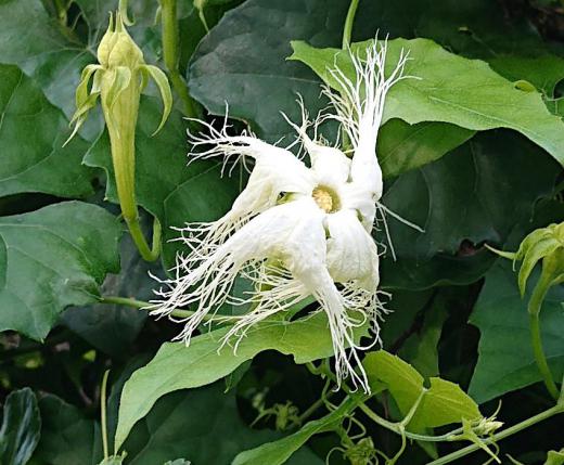 「カラスウリ」とこの花に似つかわしくない白い花が咲いています　日没後から開花する花だそうですがこの写真は早朝です　花の先には白いひも状のレースのように広がっています　秋には変わった実をつけるのだそうです/