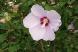 夏の花「ムクゲ」が咲いています 薄紫色の花が多いのです..：2022.08.08
