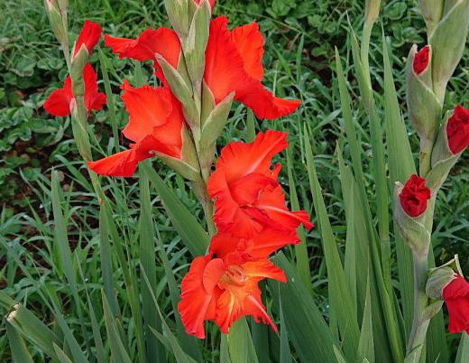 夏の花壇を彩る代表的な花の一つ「グラジオラス」が咲いています　赤だけでなく白やピンクなど様々な色があり暑い夏らしく背をまっすぐに伸ばし花をつけています　この花が終わる頃秋を迎えます/