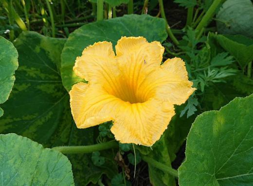 猛暑、大雨と草花にとっては受難の季節ですが夏野菜のいろいろな花が鮮やかに咲いています 中でもカボチャは畑だけでなく土手などにも雑草に交じって花をつけています 秋にはカボチャの実を収穫できるのですがおいしいカボチャでしょうか 夏野菜の花をよく見ると鮮やかな花が多いような気がします/