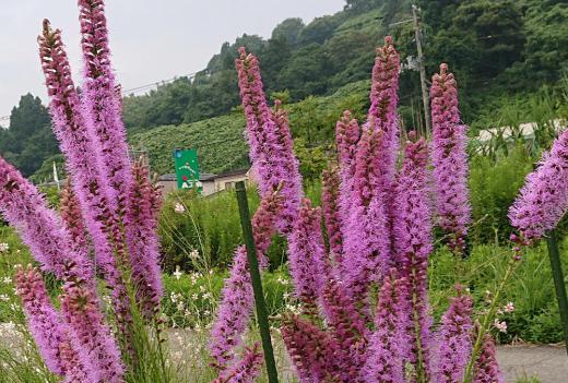 散歩の途中で赤紫色の穂のように上に向かってさいている花を見つけました 図鑑などでみると「リアトリス」という夏の花ではと思われます でも「リアトリス」は花が上から下に咲いていくと説明されていますがこの花は下から上に咲いていっているようで違うのかなあ だとしたらなんという花でしょうか 誰か教えてください/