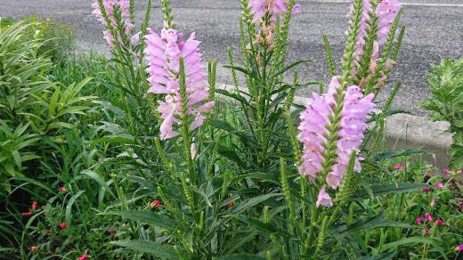 早朝散歩で赤湯温泉表町通りの花壇に「ハナトラノオ」を見つけました 7月から10月ごろに全国どこでも咲く花だそうです 小さな花が下から咲き始めますが一つひとつの花をよく見ると変わった形の花です 「花虎の尾」という和名はどこからきたのでしょうか/