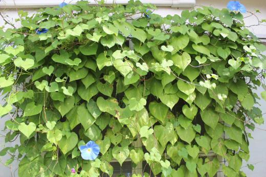 ブログの表紙の写真に今朝は8個の花をつけてくれました 「セイヨウアサガオ」は朝開花するのですが夕方まで咲いていることがあり、10月ころまで咲き続けるといわれています その前に葉が茶色になってしまいますがもう少し楽しめそうです 明日は何個咲くのでしょうか小学1年生のように花を数えています/