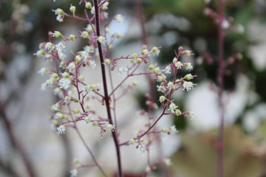 「ヒューケラ」という花が咲いています 決してきれいではなくむしろ葉っぱを楽しむ植物で様々な色の葉があるようです 我が家の「ヒューケラ」はそんなにきれい葉でもないのですがなぜか鉢植えで育てています /