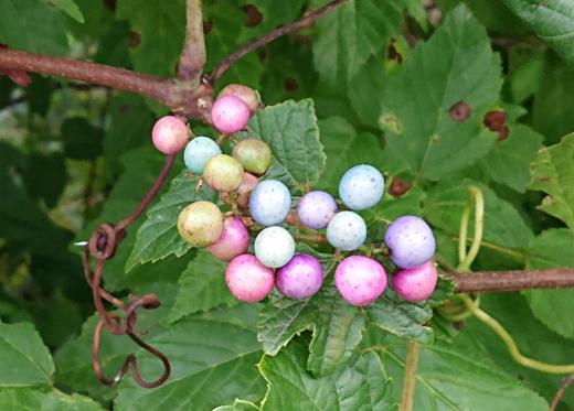 朝の散歩で秋をみつけました 少し色づいたうす紫色の「ノブドウ」です 毒性はないそうですが実を食べるには虫が入っているのであまりお勧めできないとか 当地区ではデラウエアから大粒のブドウが出回り秋の味覚を堪能できる季節なりました これから次々と季節のくだものが楽しめるようになってきます/