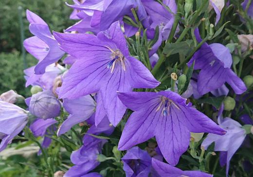 秋の七草のひとつ青紫色の「キキョウ」が咲いています　今朝はなんとなく涼しい朝で昨日の蒸し暑さとはうってかわったさわやかな感じがします　もうすぐ９月でいよいよ秋の訪れです/