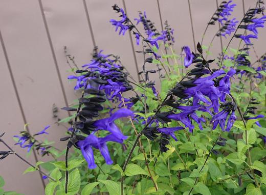 鮮やかな青紫色の「サルビア ガラ二チカ」の花を見つけました　開花時期の長い花で初夏から晩秋まで咲かせることができ　冬（耐寒性）にも夏（耐暑性）にも強い花で育てやすい草花です/