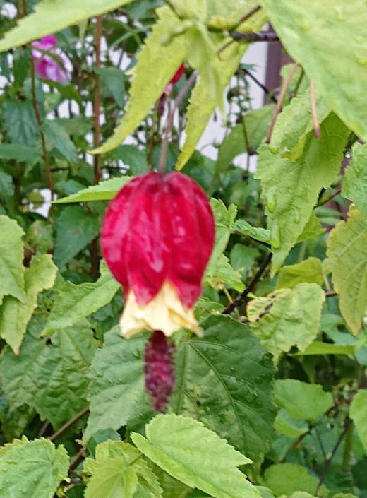 変わった名前の花を見つけネットで調べてみましたら「ウキツリボク」という名前の花であることがわかりました あまりきれいに撮ることができませんでしたがランプのような形をしており釣りに使うウキのような形にも似てそこから名前がついたのではと勝手に想像しています,/