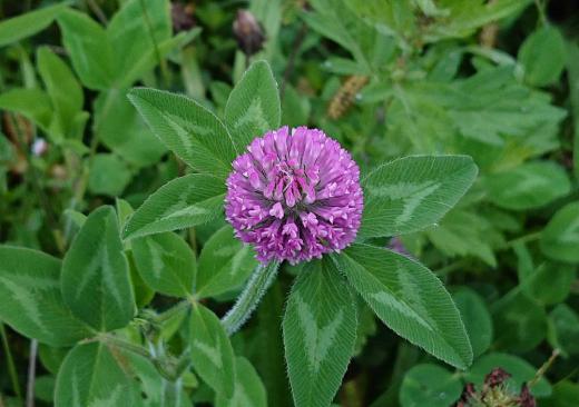 アップしてみるととてもかわいい「ムラサキツメクサ」が咲いています シロツメクサは子供の時によく摘んで遊びましたが「ムラサキツメクサ」はあまり遊んだ記憶がありません あまり咲いていないからでしょうか/