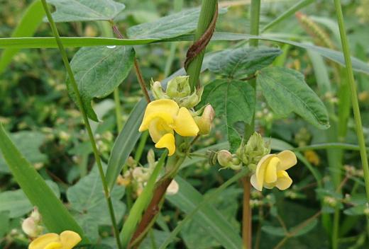 道の土手に「ノアズキ」の黄色い花が咲いていました 日当たりがよく湿った堤防や山際などに咲いているつる性の多年草です もしかすると小豆の花に似てるのでしょうか /