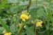 道の土手に「ノアズキ」の黄色い花が咲いていました 日当..：2022/09/07 09:00