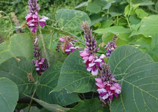 荒れ地や土手、草藪、道ばたなどどこにでもはびこる「クズ」の花が咲いています 秋の七草のひとつに数えられるつる性の植物で赤紫のフジを逆さにしたような花です 葛根湯の原料ともなり和菓子の原料としても知られています/