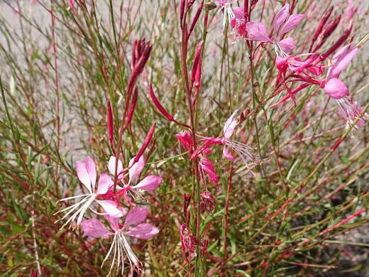 道ばたに白い「ハクチョウソウ」が可憐に咲いています 白鳥を連想してしまいますが鳥ではなく蝶が羽を広げいる所から名がついたといわれています 白い花だけなく ピンクや赤もありどことなく秋を感じさせる花です/