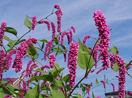 径6ミリから7ミリの紅紫色の小さな花が集まり穂のように咲いている「オオケダテ」が畑に植えられていました 1〜2メートルの背丈となり鮮やかなピンク色の花が青空に向かって咲いている様子は見事です 茎に毛が生えていることからこのような名前がついたのでしょうか/