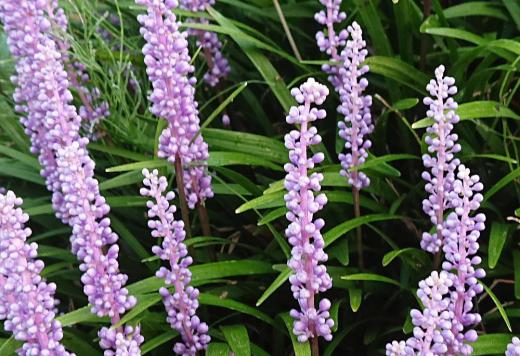 ヤブランの名前の由来は、やぶに生え、葉の形がランに似ていることからこの名が付けられたと言われている「ヤブラン」の薄紫色の実が実っています ムラサキシキブの実とよく似ており秋になると様々な実が実っています/