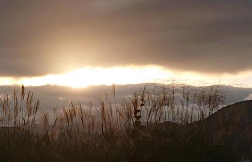 夜明けの時刻が遅くなり日が昇る頃の明るくなってからの早朝になりました 道ばたのススキが目立つようなりすっかり秋の装いとなりました 太陽の光を受けたススキの中を散歩するのも悪くはないですよ 花を追いかけるこのブログもだんだんと秋色に変わってきました/