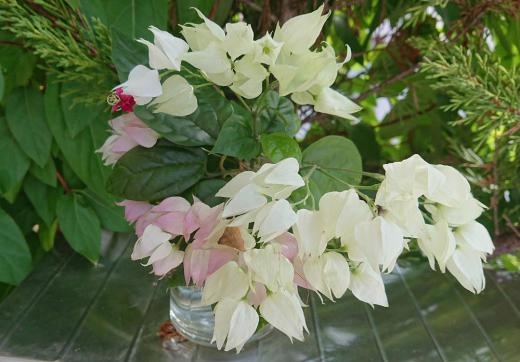 知人の玄関先にこれまであまり見たこともない白い花が咲いていたので撮らせてもらいました「ベンケイカズラ」と名前を教えてもらったのですが、ネットで調べてみると「ゲンペイカズラ」ではないかと思われます 白い花の先に真っ赤な花が咲いており源氏と平家という相いれない赤と白を指して「ゲンペイカズラ」という名前がついたのではと解説がありました 直射日光を嫌い半日蔭や室内できれいに咲く花だそうです/