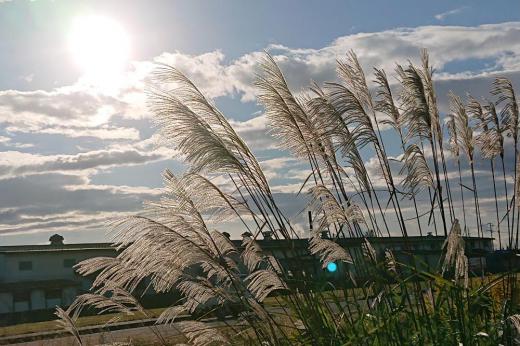 夜はすっかり涼しくなりましたが日中はまだ夏の暑さが残り汗っかきの私にとっては早く秋が来ないかと待っているこの頃です 昨日も夏のような日差しでしたが秋の風景を彩るススキが風に揺れていました 田んぼの稲刈りが始まったところもありいよいよ秋本番の季節です /