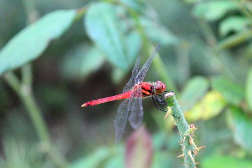 台風は九州地方などで甚大な被害が発生しましたが置賜地方は雨や風もたいしたことがなく過ぎ去ってくれほっとしています 昨日からぐっと涼しくなり秋の季節になったのでしょうか真っ赤な「赤トンボ」が庭に飛んできました 台風が去ったあとに秋を運んできてくれたようです/