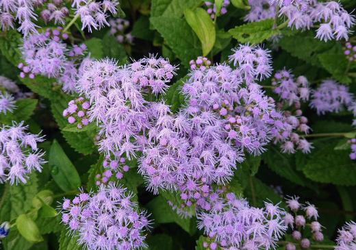薄紫の綿毛のような花を咲かせているをみつけました　「アゲラタム」でしょうか　散歩していると珍しい花を見ることができますが秋になると色が鮮やかな花がおおくなります道ばたにもよその家の庭にも様々な花が咲き実がなり来年に備えているのでしょうか/
