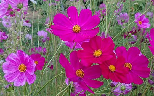 台風が過ぎ去りいよいよ本格的な秋が到来し秋の花「コスモス」がそちこちに咲いています　なんといってもコスモスといえばピンクですが真っ赤な花もきれいです　/