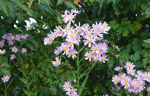 散歩している道のそばに背の高い薄紫色の「シオン」の花が咲いています　草丈が２ｍにもなる野菊の一種だそうです　和名の「シオン」は中国語読みの「紫苑」からきたといわれています　平安時代の古今和歌集の「シオニ」と呼ばれていたのですが、枕の草子や源氏物語では「シオン」と呼ばれていたそうです　ですから昔から咲いていた花ということになります/