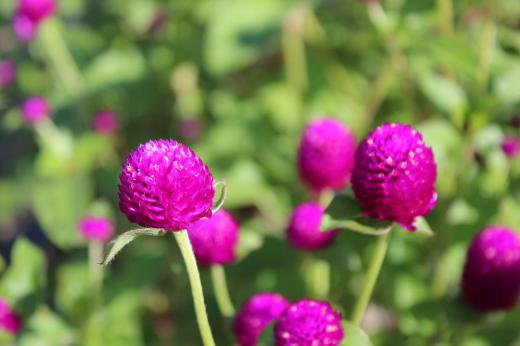 鮮やかな赤紫色の「センニチコウ」が咲いていました 長い期間で花を見ることができることから千日紅という名前が付いたそうです 気づかないでいましたが夏などにもさいていたのでしょうか /