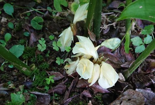何の花でしょうか 料理の薬味などに使われる「ミョウガ」の花です そちこちの畑や屋敷の庭によく植えられている「ミョウガ」ですがこんな花をさかせせていることを最近までしりませんでした /