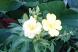 散歩している道ばたに黄色の「メマツヨイグサ」の花が咲い..：2022/10/01 09:00