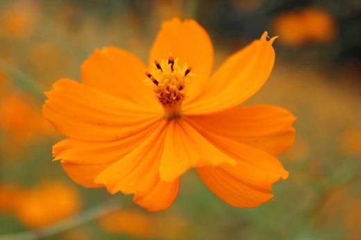 とあるところで「キバナコスモス」を見てきました　秋のシンボルであるコスモスもそろそろ終わりかけてきました　赤から黄色白オレンジと様々な色の花が咲いていました　その中でもオレンジ色のこの花は格別美しく咲かせていました/