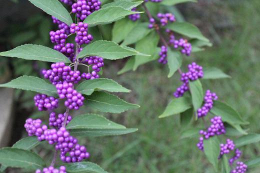 今朝の外の気温が温度計で3度を指しています 昨日から気温が下がりすっかり秋となりなりました 庭の「コムラサキシキブ」の実が座やかな紫色となりました 真有の木々も少し色づいてきました どんどん紅葉も進みそうです/