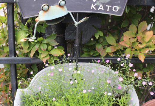 ぐっと涼しくなりました 玄関先の「カスミソウが少し黄ばみかけたドウタンの葉の中に小さく咲いています 春や夏に咲いていた秋咲きの花は色も薄く小さな花ですが花の少なくなってくるこの季節にはありがたいものです ピンクと白の「カスミソウ」もいつまでさいているのでしょうか/