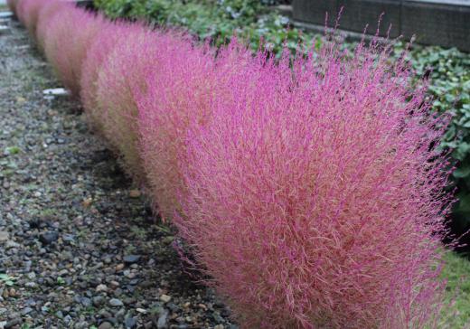 庭の「コキア」が少し色づいてきました そちこちで見かける草花でこんもりとした夏の鮮やかな緑も素敵ですが秋の赤い「コキア」なんともいえません 毎年種を取って植えているのですが肥料不足でしょうか日照不足(我が家の北の軒下)でしょうかまん丸にならずヒョロヒョロとしています 真っ赤になるまではもう少しかかりそうです/