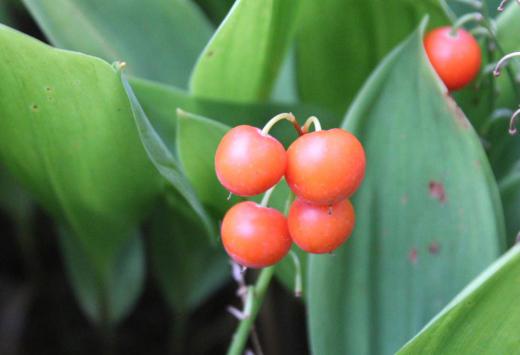 可憐な白い花を咲かせていた「スズラン」が実をつけています もう少しすると真っ赤に色づいてきます 花が咲き実をつけ熟れて地面に落ち葉を枯らし次の年に新しい芽を芽吹く準備をしています /
