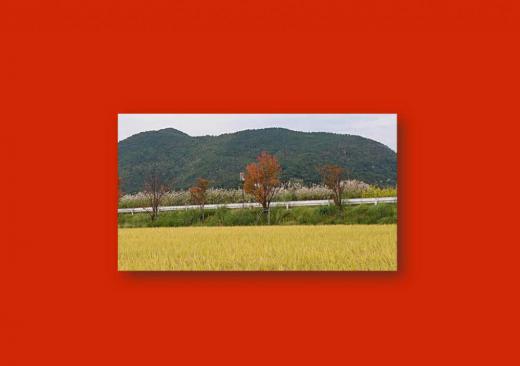 「黄金波打つ稲穂」「紅葉」「ススキ」と秋の山野を三色に彩る風景に思わずシャッターを切りました まさに秋を象徴するものです いつも散歩している道ですがあまり気づかなかったのですが秋を感じさせる風景の一つではないでしょうか/