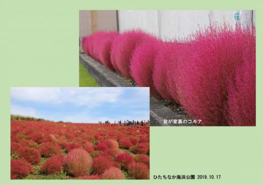 今日からはぐっと冷え込むとの予報です 秋も一層深まり紅葉も一気に進みそうで我が家の裏の「コキア」が紅く色づいてきました 3年前のちょうど今頃茨城県のひたななか海浜公園に「コキア」を見に出かけた時の写真を一緒に載せました 草花は一面に咲いているほうがやっぱりきれいですね/