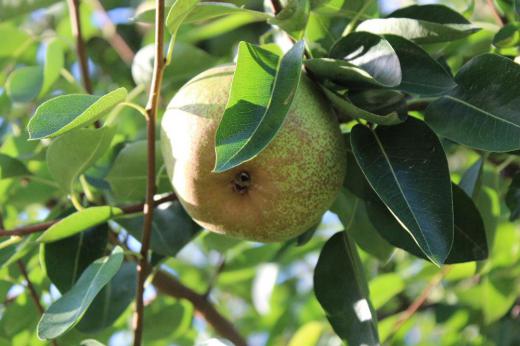 朝から陽がさして秋晴れとなりそうな予感です 今日から山形名産の「ラフランス」の出荷解禁とか 果物が美味しい季節になりました ブドウはそろそろ終わりを迎えますが今度は美味しいリンゴの季節です でも食べ過ぎると?/