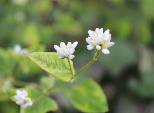 川べりに小さな白い花が咲いています 先っぽが淡いピンクで小さな花であまり目立たない花ですがてもかわいい「ミゾソバ」でしょうか だんだんと咲いている花が少なくなり紹介できる花がなくなってきます/