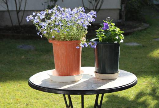 柔らかな秋の陽ざしを受けて花が咲いています ホームセンターから購入した「アズーロコンパクト」が初夏から今も咲き続けています 昨日は穏やかな一日でしたが今日は雨の予報です 花を楽しめる時期も限られてきました せっかくの陽の光です 雪囲いが始まる前に外の空気をいっぱい吸い込んでたのしみましょう/